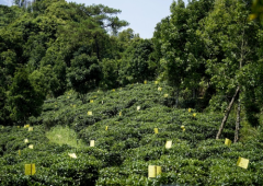 品味健康之选，不老茶娘六堡茶引领茶多酚养生时代